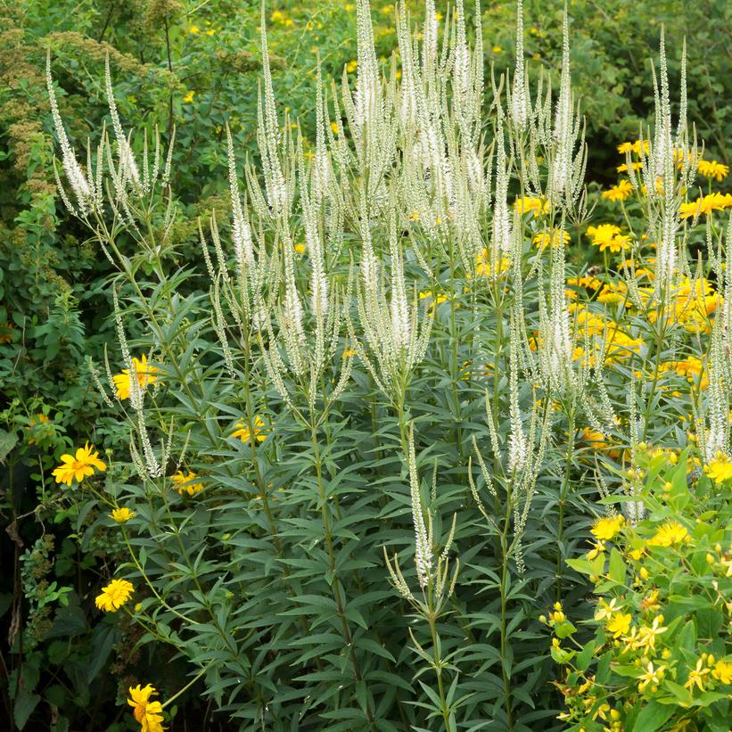 Veronicastrum virginicum 'Album'  - White Culver's Root