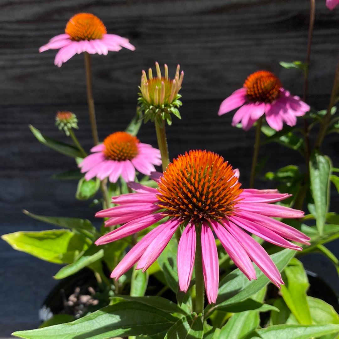 Echinacea purpurea 'Magnus'  - Magnus Echinacea, Coneflower