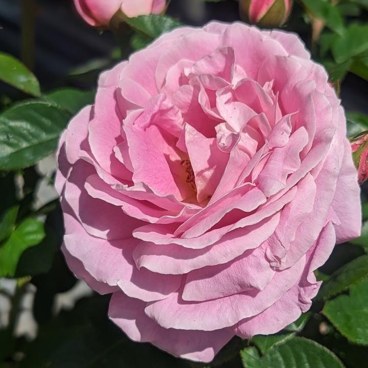 Rosa 'True Perfume'  - True Perfume Rose