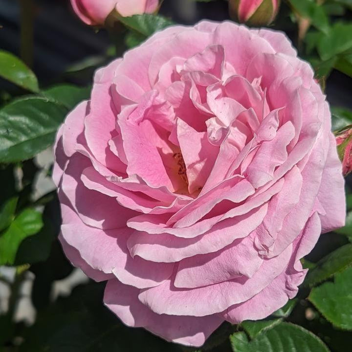 Rosa 'True Perfume'  - True Perfume Rose
