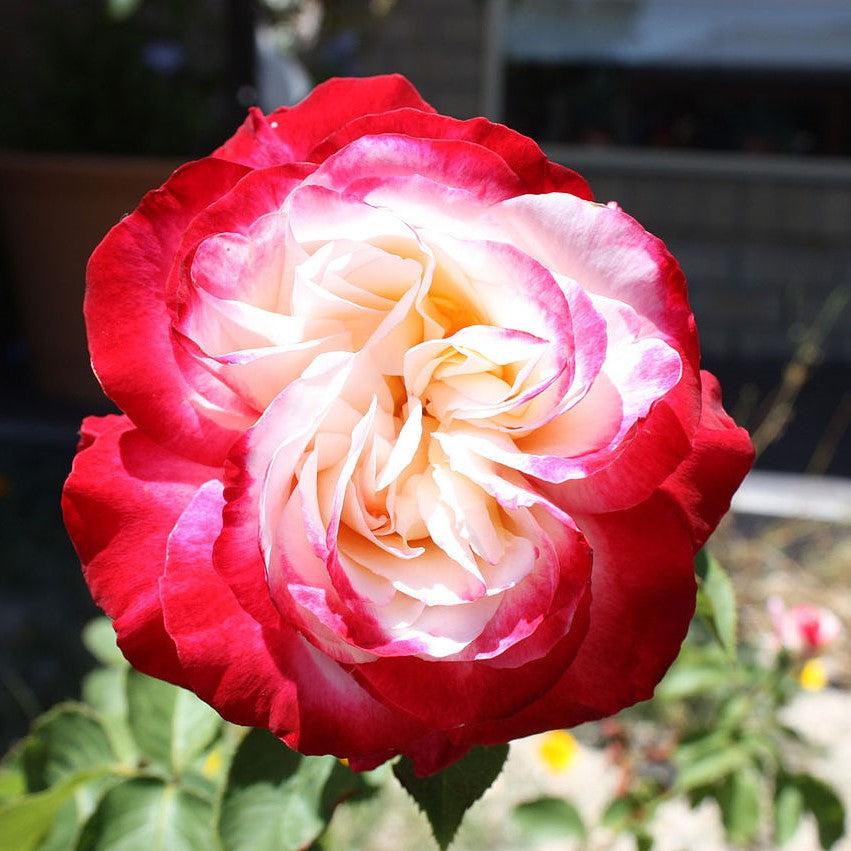 Rosa 'ANDeli'  - Double Delight™ Rose