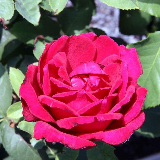 Rosa 'Chrysler Imperial'  - Chrysler Imperial Rose