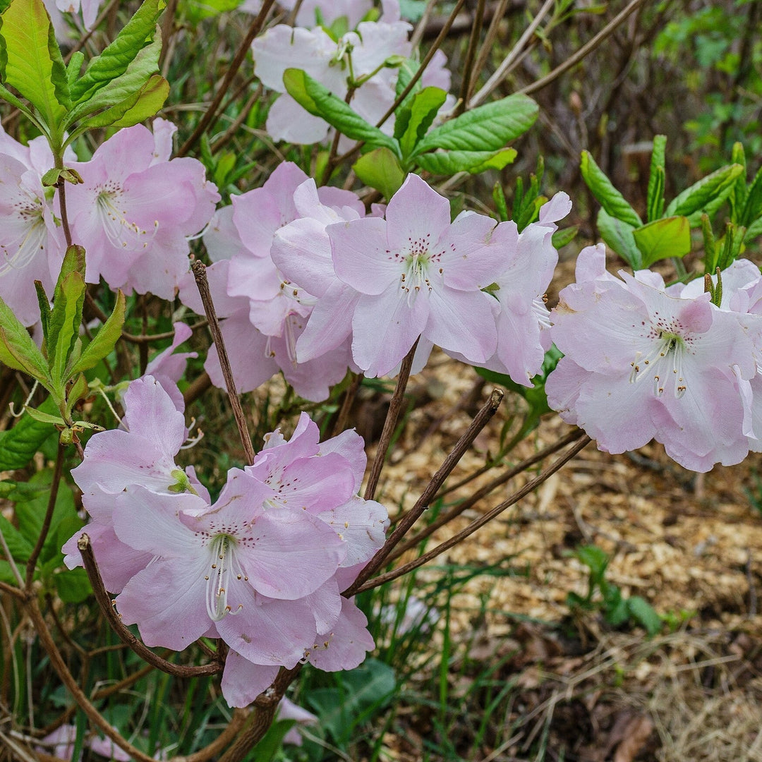 Rhododendron schlippenbachii  - Royal Azalea