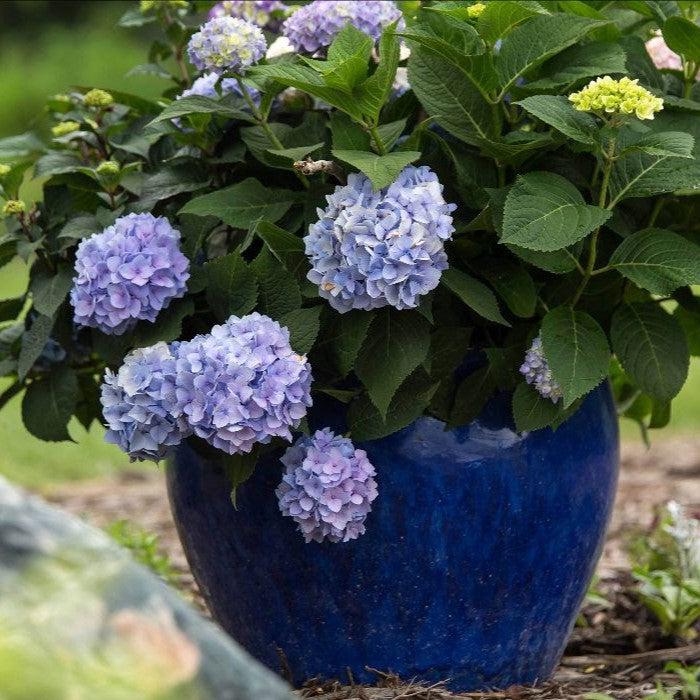 Hydrangea macrophylla 'Bailmer’  - Endless Summer® The Original Hydrangea