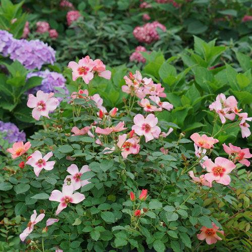 Rosa x 'ChewEyesUp'  - Ringo All-Star™ Rose