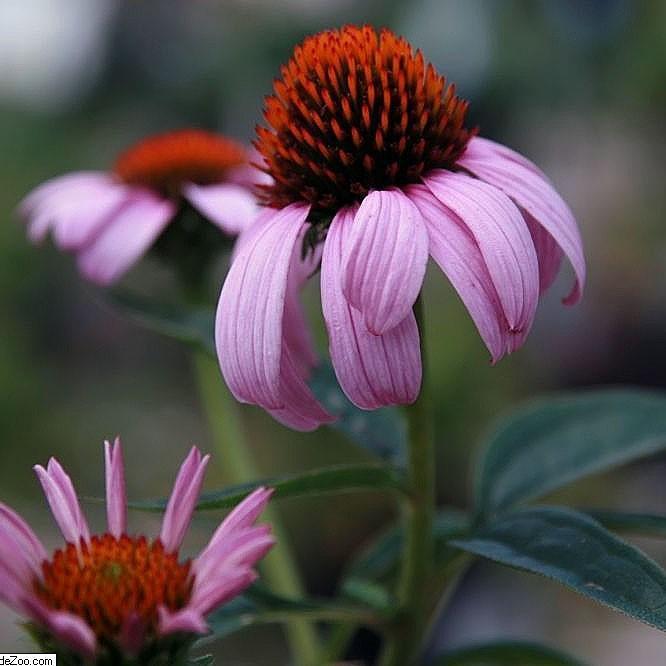 Echinacea purpurea 'Magnus'  - Magnus Echinacea, Coneflower