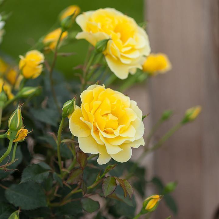 Rosa 'BAline'  - Easy Elegance® Yellow Submarine Rose