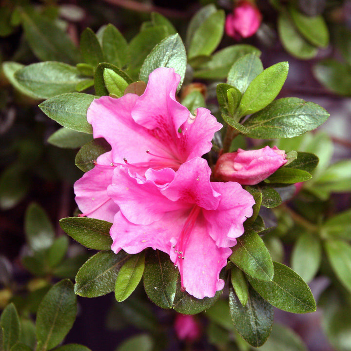 Azalea x 'Gumpo Pink'  - Gumpo Pink Azalea