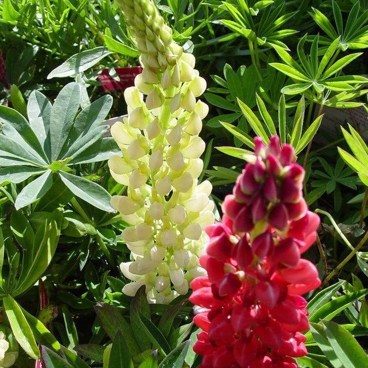 Lupinus 'Russell Hybrids Mix'  - Russell Hybrids Mix Lupine