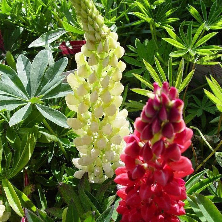 Lupinus 'Russell Hybrids Mix'  - Russell Hybrids Mix Lupine