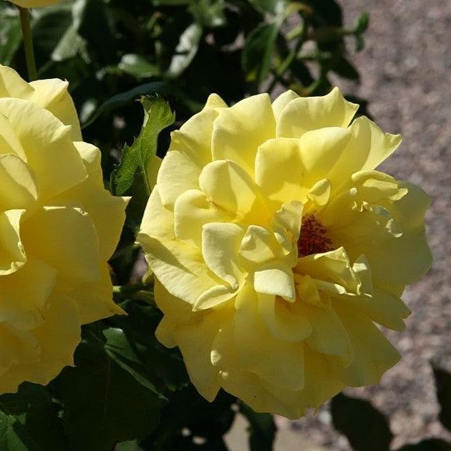 Rosa 'KORresia'  - Sunsprite Rose