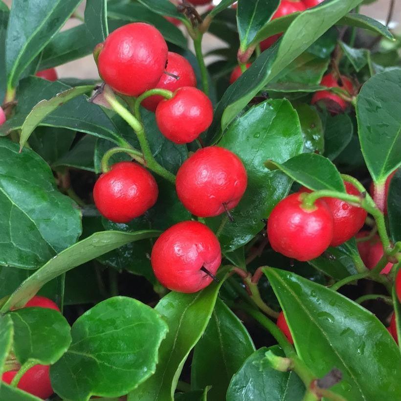 Gaultheria procumbens 'Gaulsidh5'  - Cherry Berries™ Wintergreen