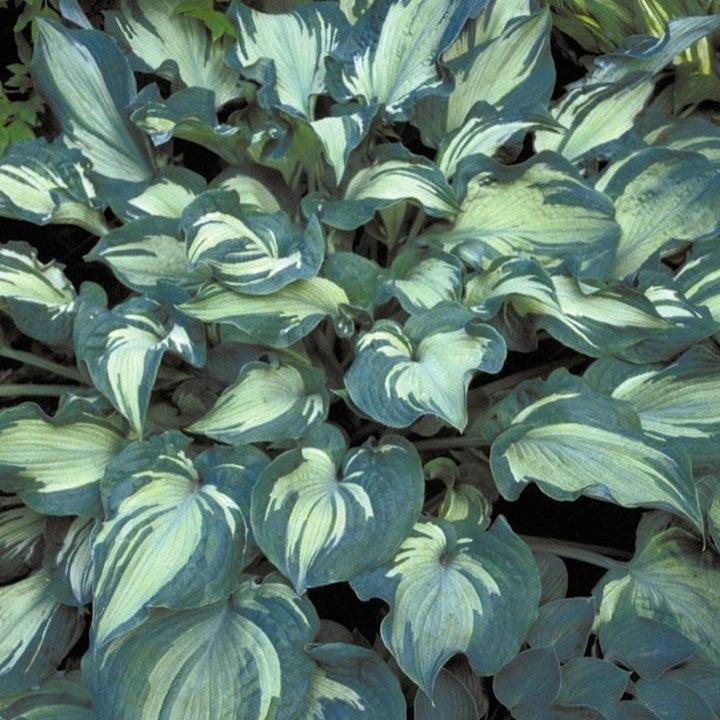 Hosta 'Guardian Angel'  - Guardian Angel Hosta