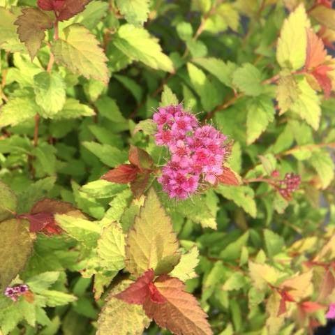 Spiraea japonica 'Matgold'  - Bloomin' Easy® Pop Rocks® Rainbow Fizz™ Spirea