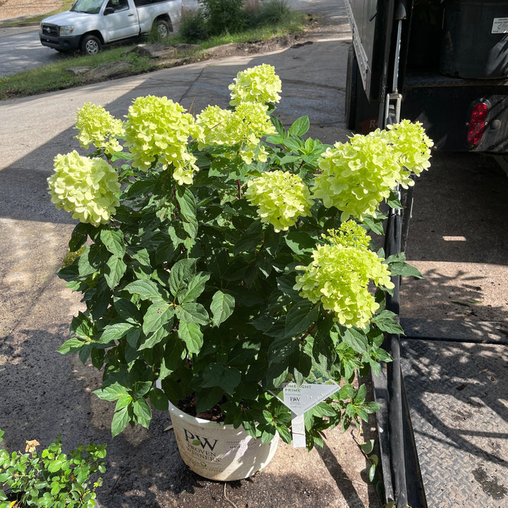 Hydrangea paniculata 'SMNHPPH'  - Proven Winners® Limelight Prime® Hydrangea