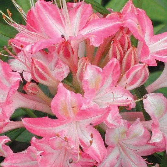 Rhododendron viscosum 'Ribbon Candy'  - Ribbon Candy Swamp Azalea
