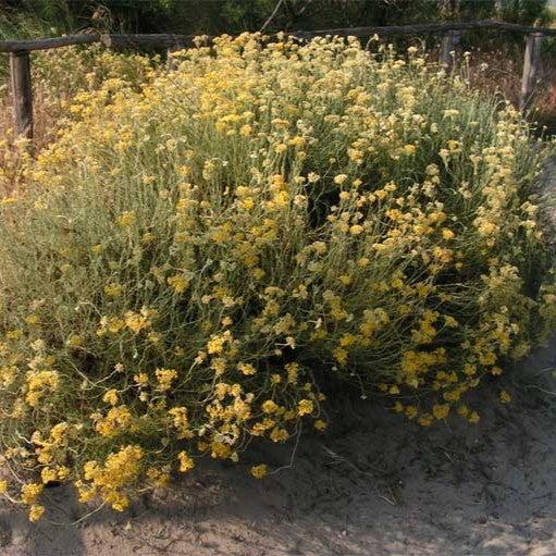 Helichrysum italicum  - Curry Plant