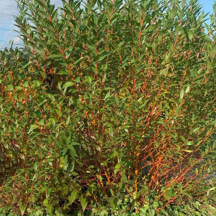 Salix alba 'Winter Torch'  - Winter Torch Willow