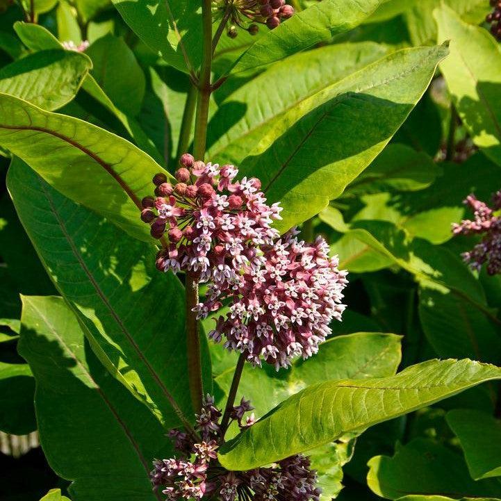 Asclepias syriaca  - Common Milkweed
