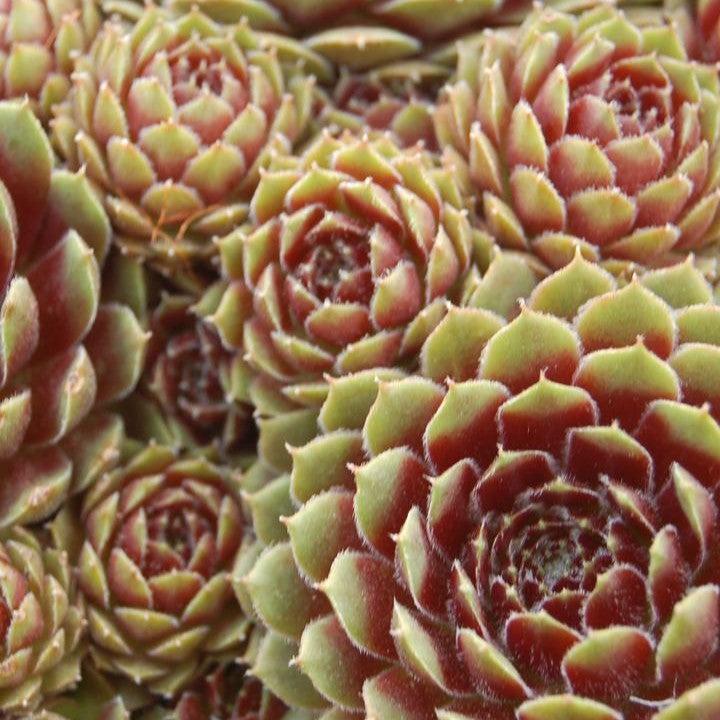 Sempervivum 'Pilioseum'  - Pilioseum Hens and Chicks