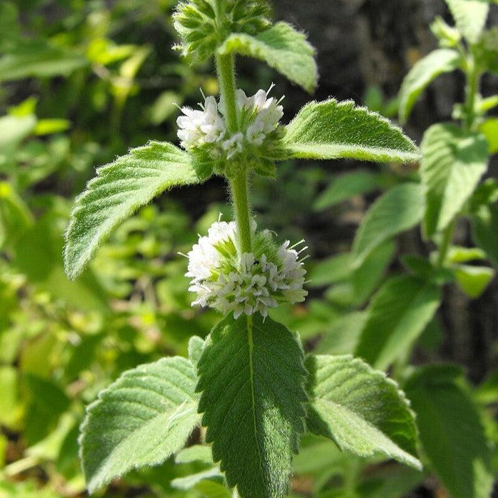 Mentha arvensis  - Wild Mint