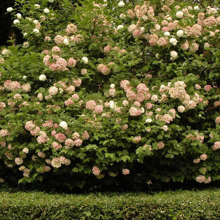 Viburnum opulus 'Roseum'  - Eastern Snowball