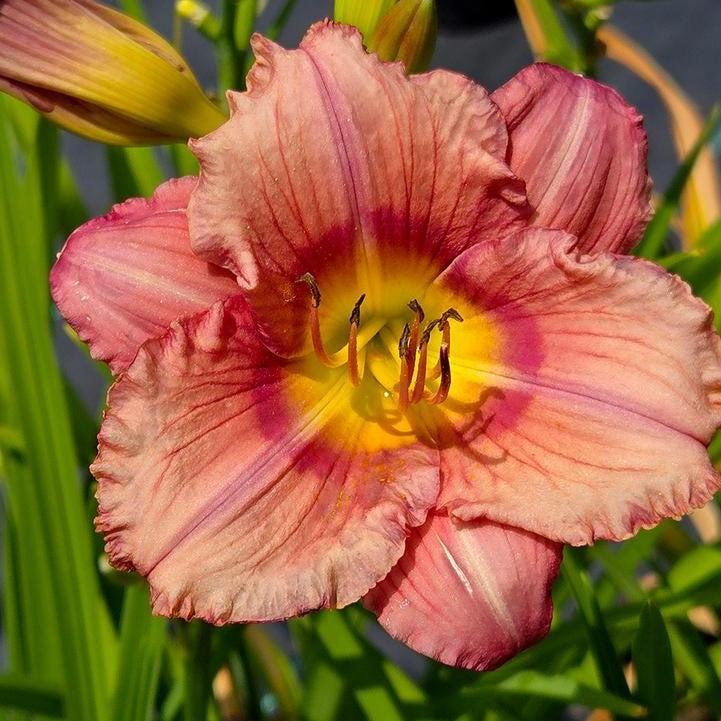 Hemerocallis 'Stephanie Returns'  - Stephanie Returns Daylily
