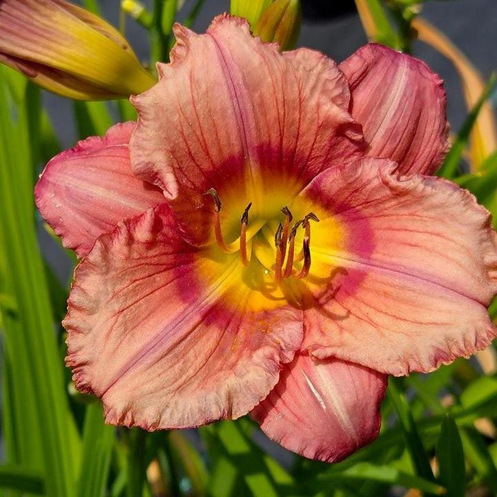 Hemerocallis 'Stephanie Returns'  - Stephanie Returns Daylily