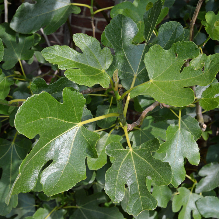 Ficus carica 'Italian Everbearing'  - Italian Everbearing Fig