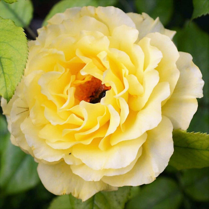 Rosa 'KORresia'  - Sunsprite Rose