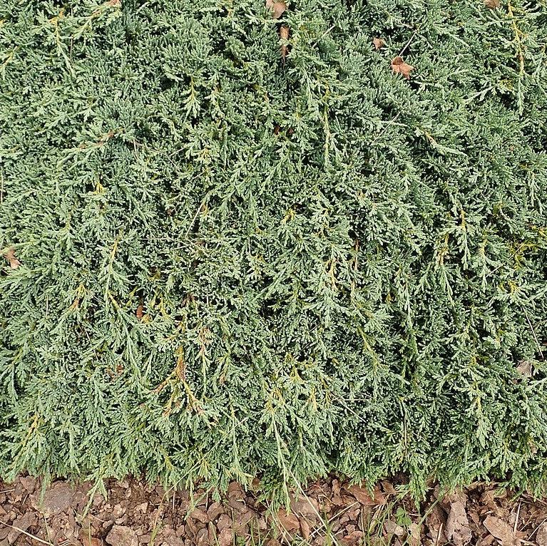 Juniperus horizontalis 'Monber'  - Icee Blue® Juniper