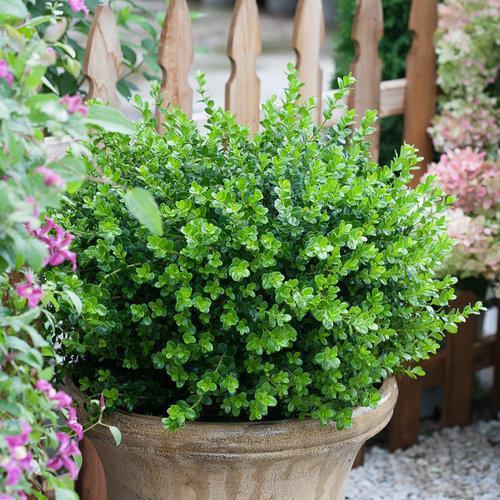 Buxus microphylla 'Bulthouse'  - Sprinter® Boxwood