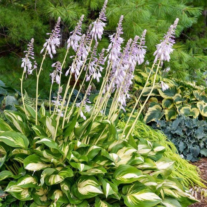Hosta 'Miss America' PP32,068  - PW® Shadowland® Miss America Hosta