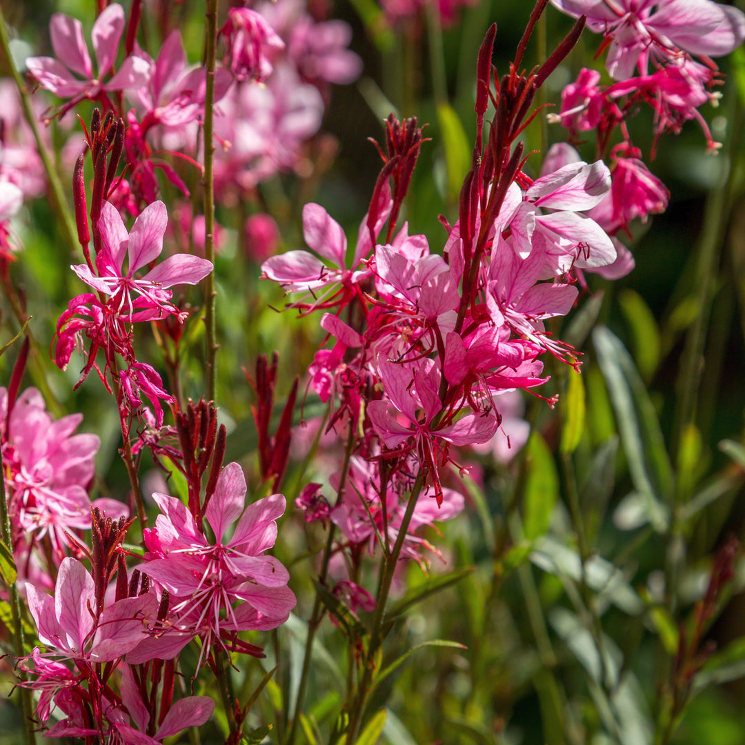 Gaura lindheimeri 'Kleau 04263'  - Belleza™ Dark Pink Gaura