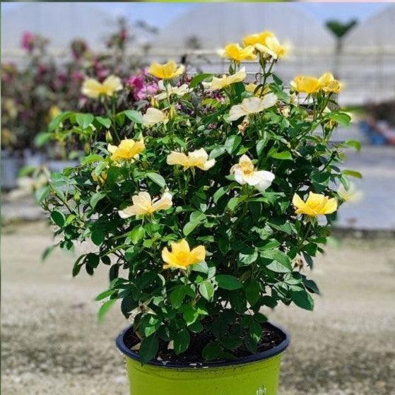 Rosa 'SRPylwko' PP 35,465  - Easy Bee-zy™ Knock Out® Rose