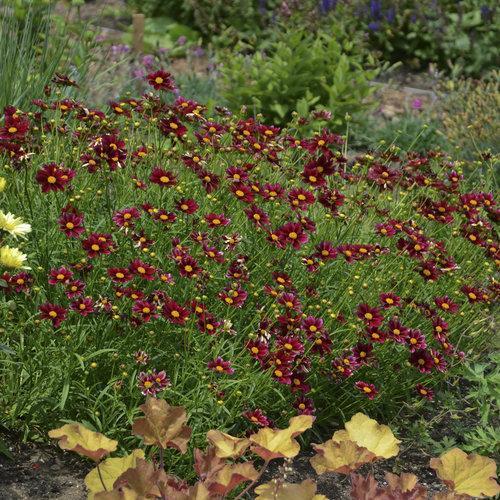 Coreopsis x 'Mercury Rising'  - Big Bang™ Mercury Rising Tickseed