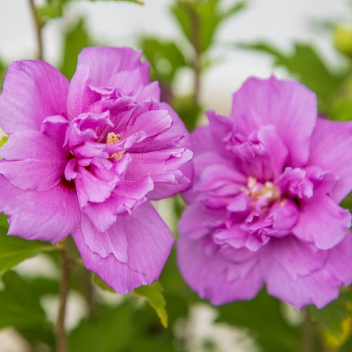 Hibiscus syriacus 'MINDOUV 5'  - First Editions® French Cabaret™ Purple Hibiscus