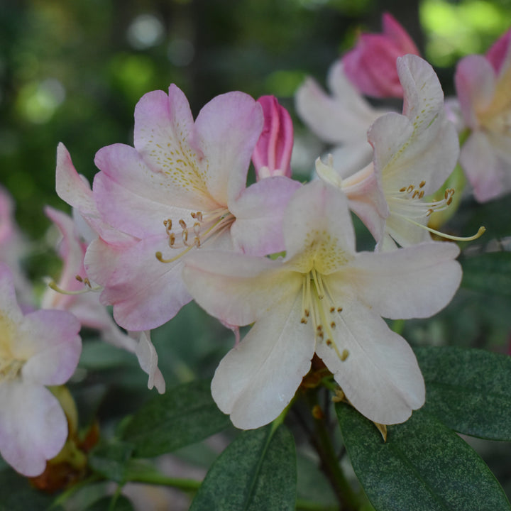 Rhododendron yakushimanum 'Percy Wiseman'  - Percy Wiseman Rhododendron