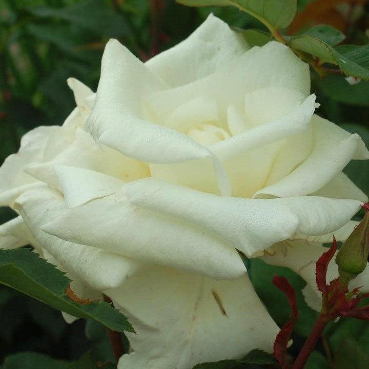 Rosa 'JAColite'  - Honor™ Rose