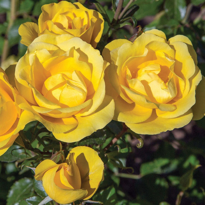 Rosa 'Meianycid' PP 27,894  - Bloomables® Gilded Sun™ Rose