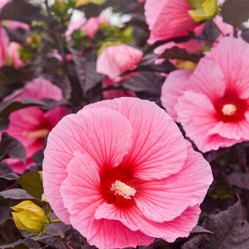 Hibiscus 'Edge of Night' PP34,359  - Summerific® Edge of Night Hibiscus