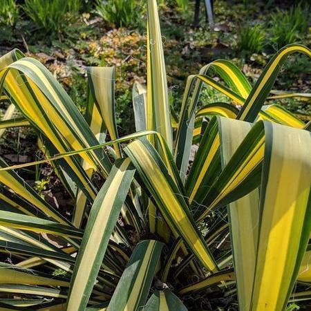 Yucca filamentosa 'Color Guard'  - Color Guard Adam's Needle, Yucca
