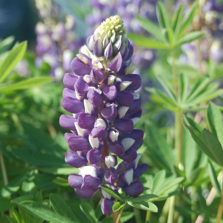 Lupinus 'The Governor'  - The Governor Lupine