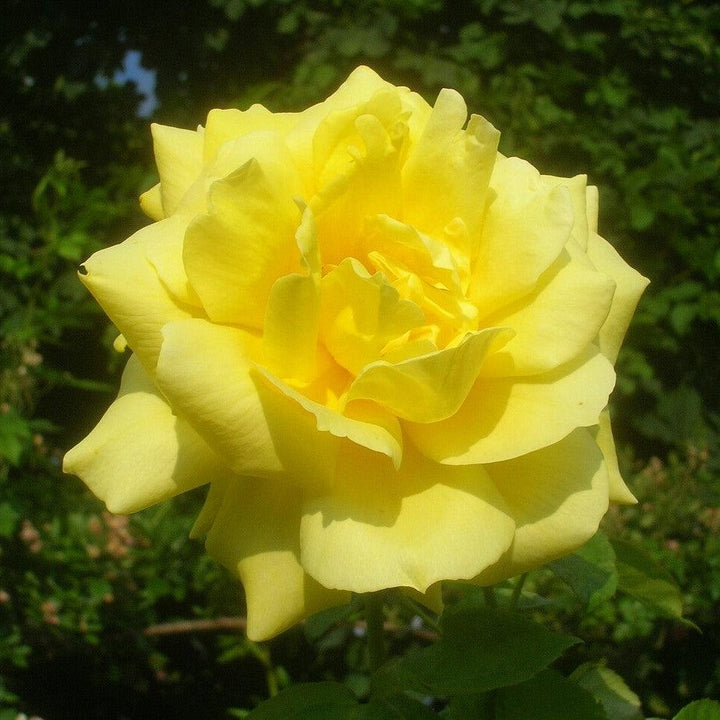 Rosa 'TANolg'  - Oregold Rose
