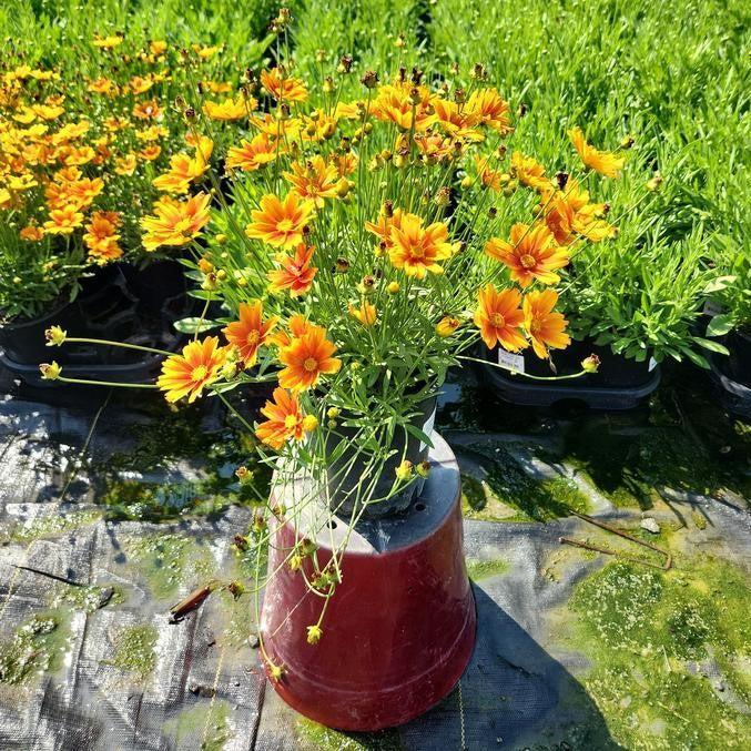 Coreopsis x 'Darling Clementine'  - Lil' Bang™ Darling Clementine Tickseed