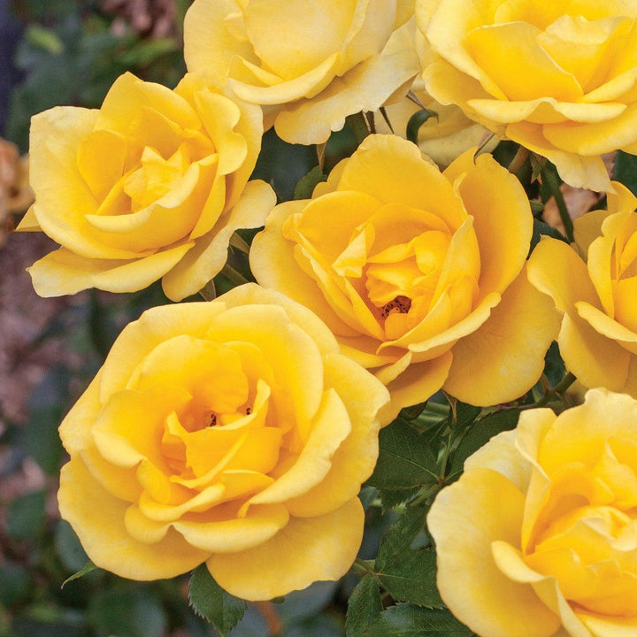 Rosa 'Meianycid' PP 27,894  - Bloomables® Gilded Sun™ Rose