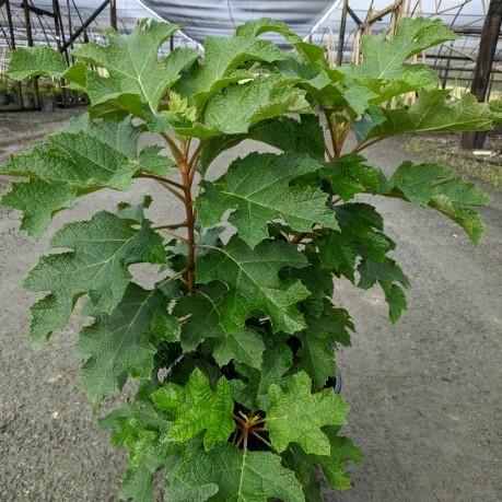 Hydrangea quercifolia 'Piihq-i'  - First Editions® Jetstream Oakleaf Hydrangea