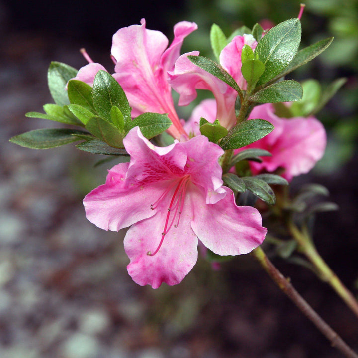 Azalea x 'Gumpo Pink'  - Gumpo Pink Azalea