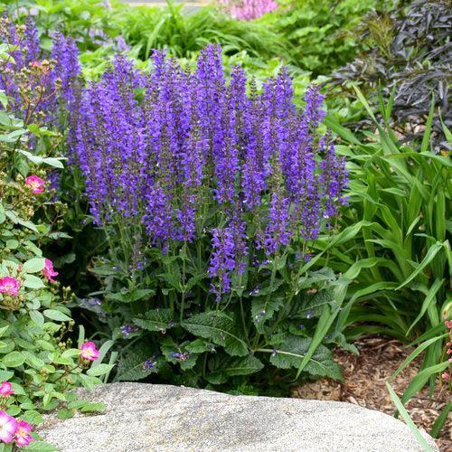 Salvia 'Indiglo Girl'  - PW® Color Spires® Indiglo Girl Salvia