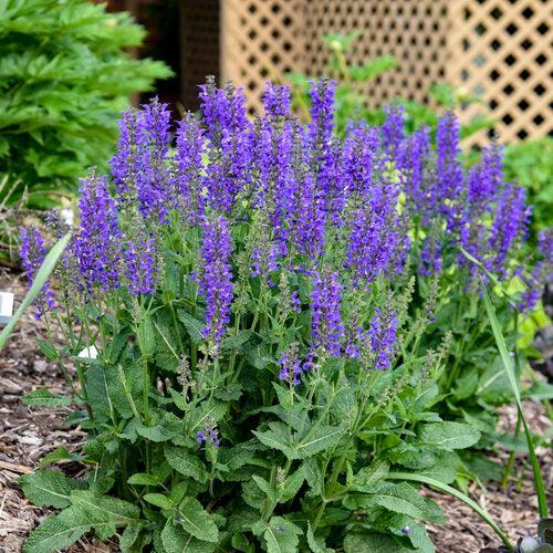 Salvia 'Indiglo Girl'  - PW® Color Spires® Indiglo Girl Salvia